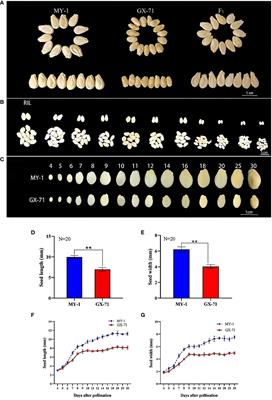 Fine mapping of the major gene BhHLS1 controlling seed size in wax gourd (Benincasa hispida)